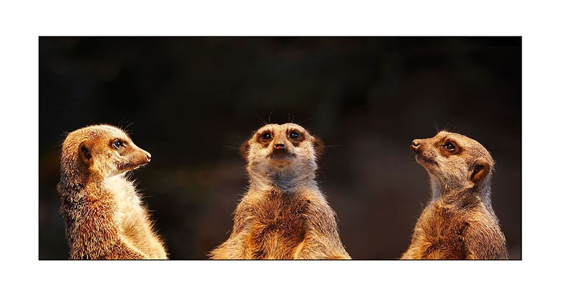 Letztes Bild erreicht